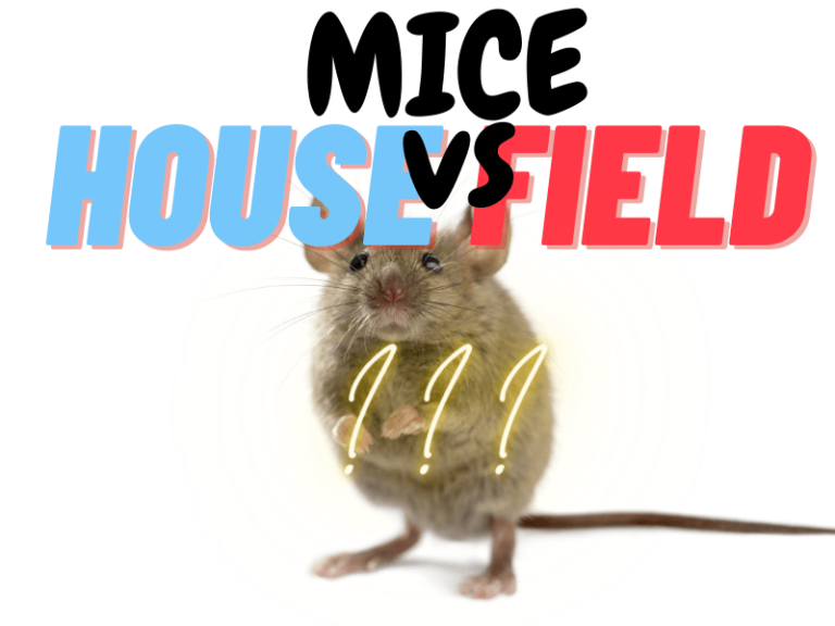 Field Mice vs House Mice